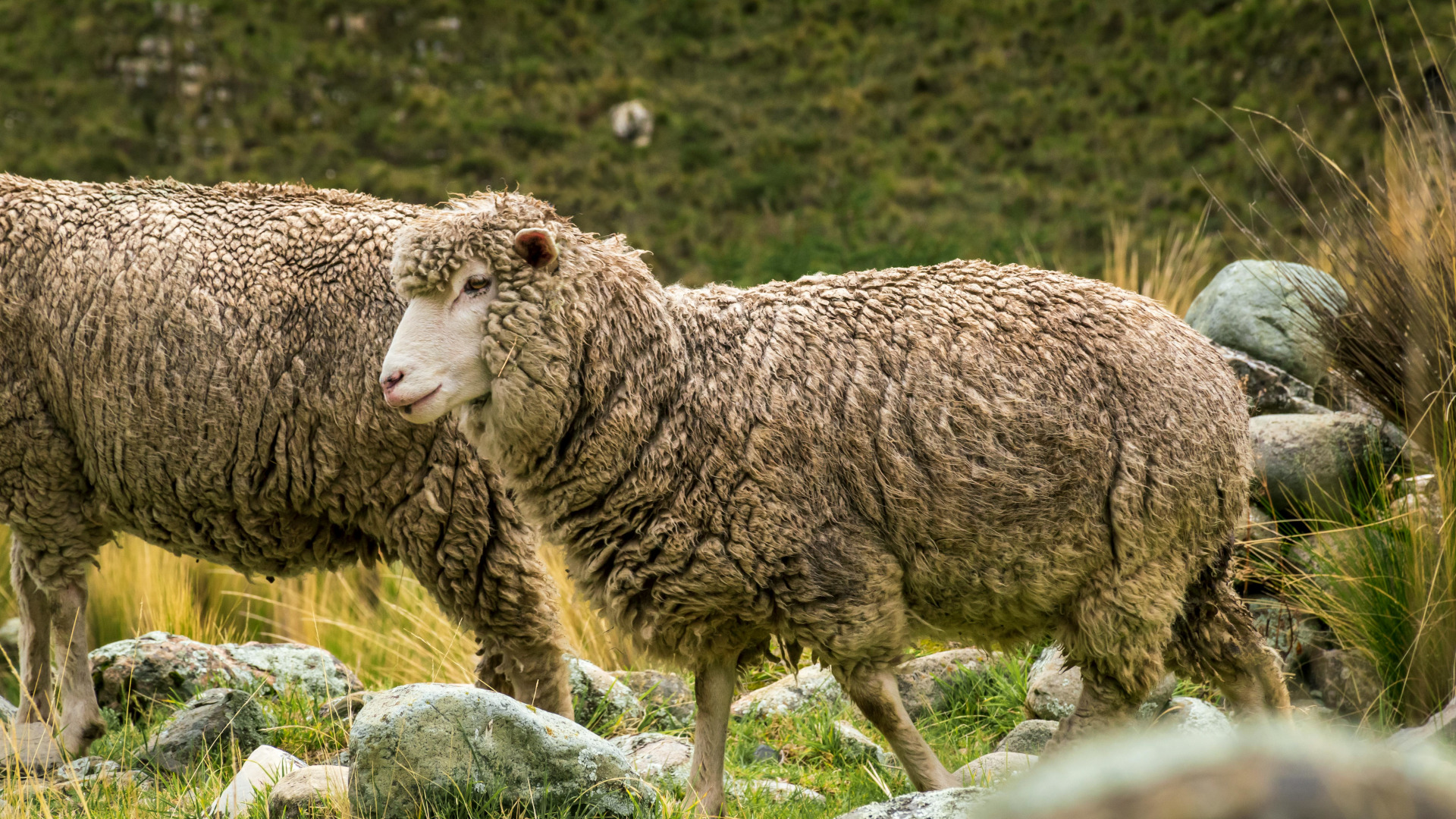Schluss mit Wolle: Die besten veganen Alternativen zu Merino – und warum sie oft besser sind